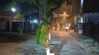 Tumbuh Pohon Pisang Di Tengah Jalan Desa Jumput Rejo,,😯