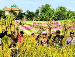 Dukung Program Ketahanan Pangan: Koramil 0812/05 Kembangbahu Dampingi Petani Panen Raya Padi