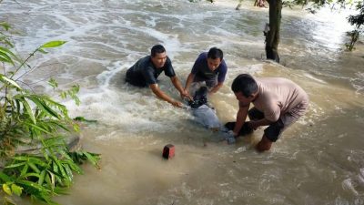 Pengendara Motor Terseret Arus Deras Banjir Kali Lamong di Jalan Raya Ngablak Benjeng