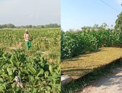 Musim Tembakau, Momen Menambah Rejeki Untuk Petani Guna Kebutuhan Sehari – hari dan Ditabung